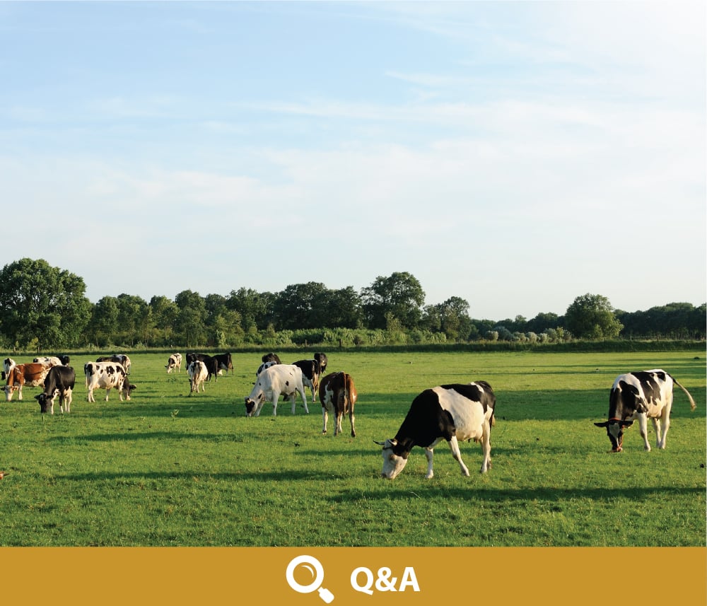 Q and A